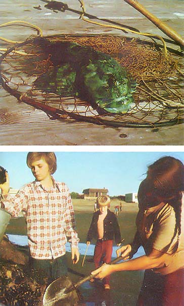 TOP: Even though it's ugly and has a decidedly unappetizing greenish hue, the cabezon is a seafood gourmet's delight. BOTTOM: Harvesting free-for-the takin' bait at low tide. Pile worms, mussels, clams and herrings all entice the big 'uns from the briny deep.